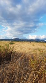 Scenic view of field against sky