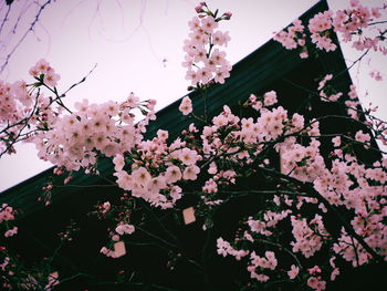 Low angle view of pink cherry blossoms in spring