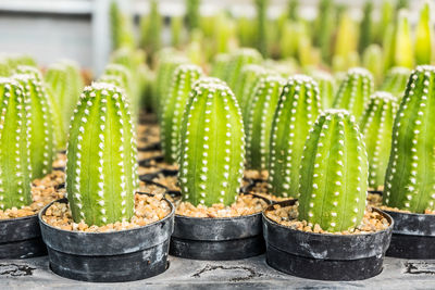 Close-up of succulent plant