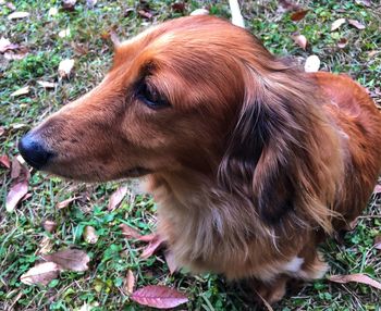 Close-up of dog on field