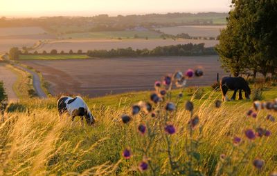 Horses in a field