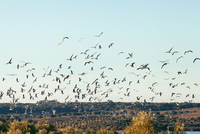 Flock of birds flying over building