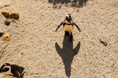 High angle view of a bird on sand