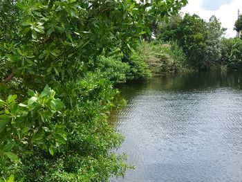 Scenic view of river amidst trees in forest