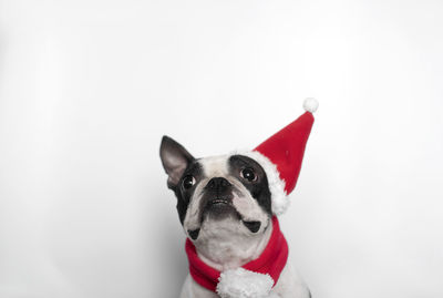 Portrait of dog against white background