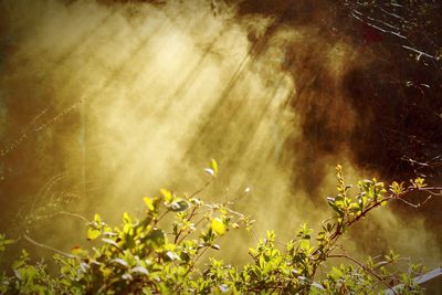 Plants and trees in forest