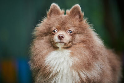 Close-up of an animal looking away