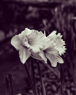 Close-up of white flowers