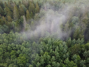 Panoramic view of pine trees in forest