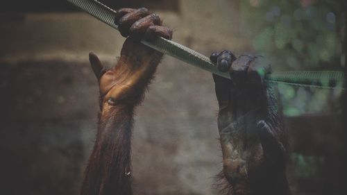 Close-up of monkey on rope