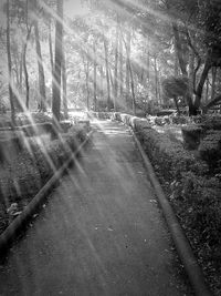 Road amidst trees in forest