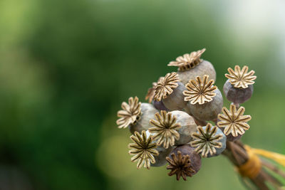 High angle view of white flowering plants