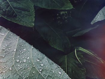Close-up of raindrops on leaf