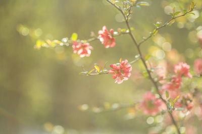 Close-up of pink cherry blossom on tree