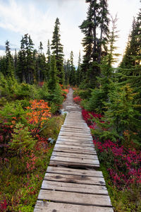 Footpath amidst trees in forest against sky