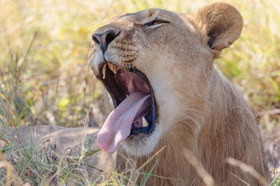 Close-up of a cat yawning