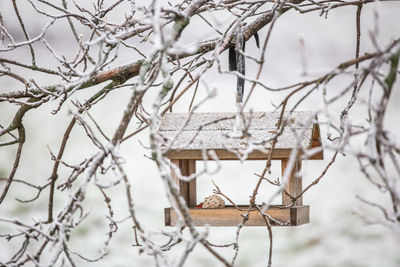 Bird perching on branch in snow