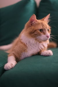 Close-up of ginger cat on sofa