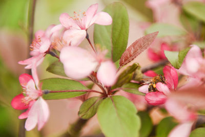 Close-up of pink flowers