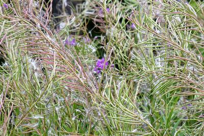 Close-up of purple flowering plants on field