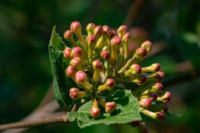 Close-up of berries growing on plant