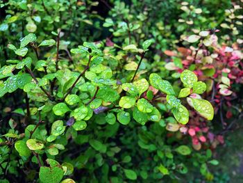 Close-up of plants