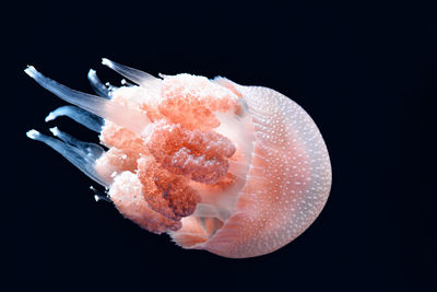 Close-up of jellyfish against black background