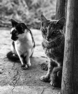 Portrait of cat sitting outdoors