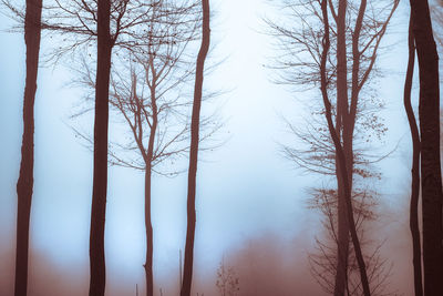 Bare trees in forest against sky during winter