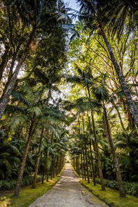 Road amidst trees in forest