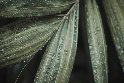 Full frame shot of wet leaf