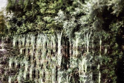 Close-up of plants growing in forest