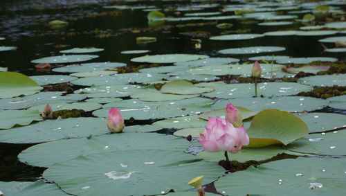 Close-up of lotus water lily in pond