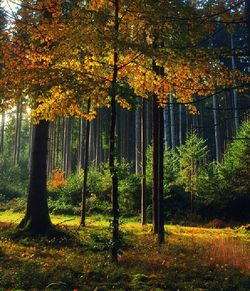 Trees in forest