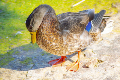 Close-up of a duck