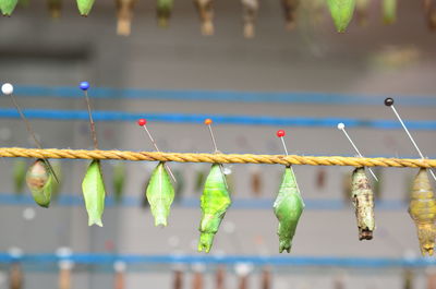 Close-up of clothespins hanging on clothesline