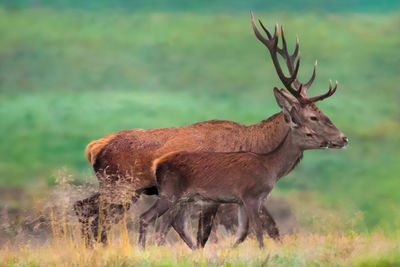 Deer standing on field