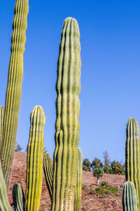 Cactus growing on field against clear blue sky