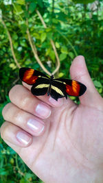 Close-up of hand holding butterfly