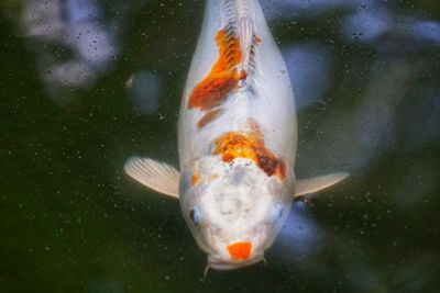 Close-up of fish swimming in sea