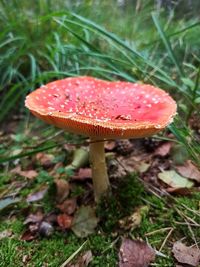 Close-up of fly agaric mushroom on field