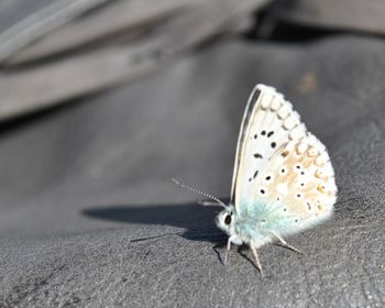 Close-up of butterfly