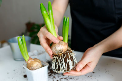 Florist transplants hyacinths from a shipping container into a pot