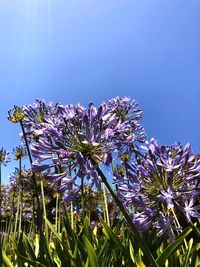 Low angle view of purple flowering plants against sky