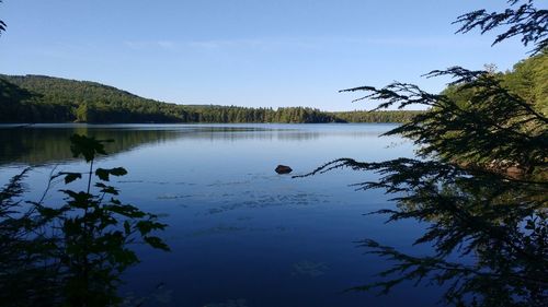 Reflection of trees in calm lake