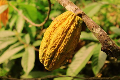 Close-up of fruit on tree