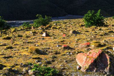 High angle view of moss on hill