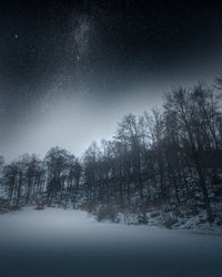 Trees in forest during winter at night