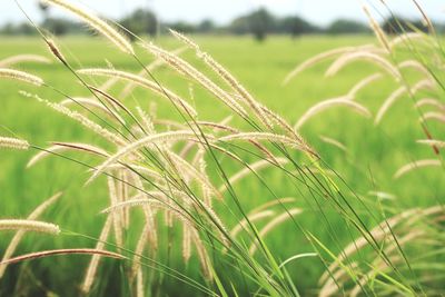 Close-up of wheat growing on field