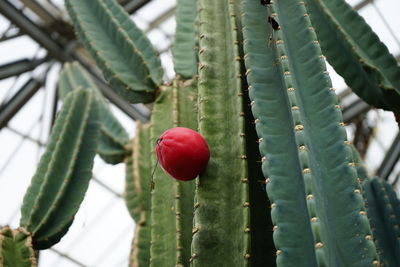Close-up of cactus plant with red fruit